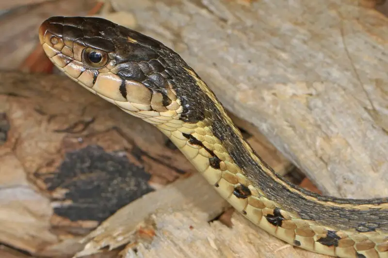 Common Garter Snake - Facts, Diet, Habitat & Pictures On Animalia.bio