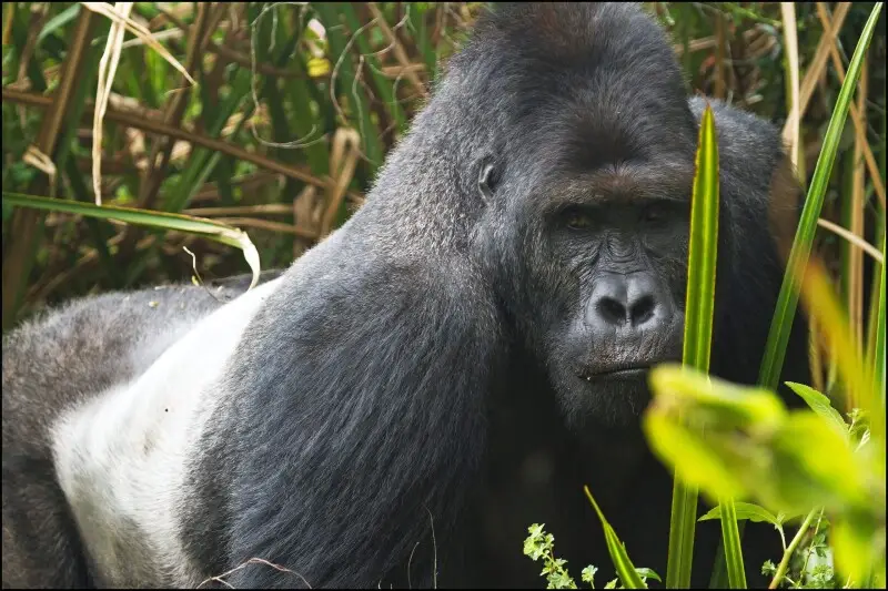 Photo of the powerful Silverback Cimanuka of Kahuzi-Biega National Park, Democratic Republic of Congo. Shortly after this, Cimanuka led his group deeper into the swamp where we could not follow.