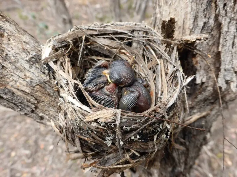 Eastern yellow robin (Eopsaltria australis) chicks in nest, central Victoria