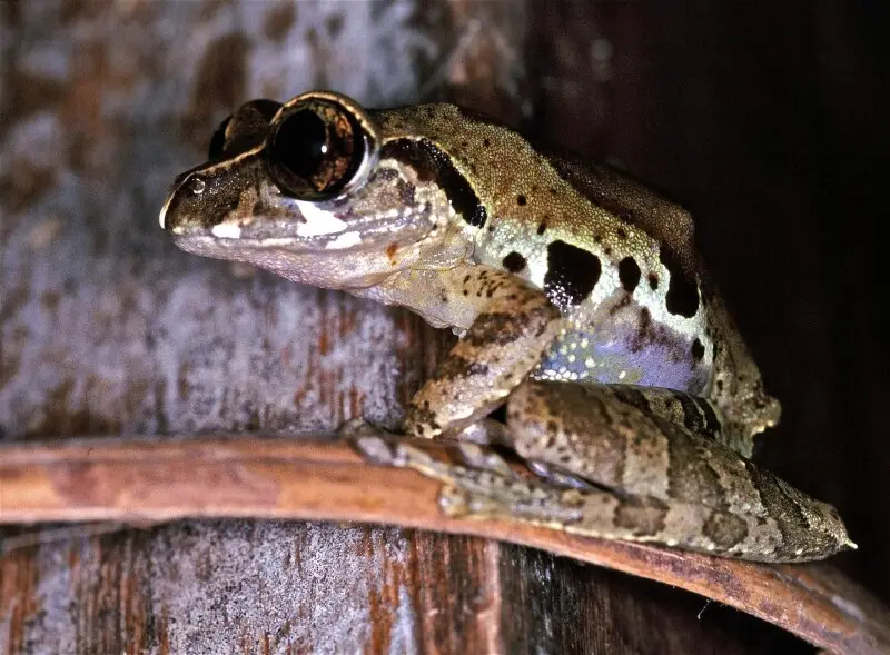 Korup NP, CAMEROON