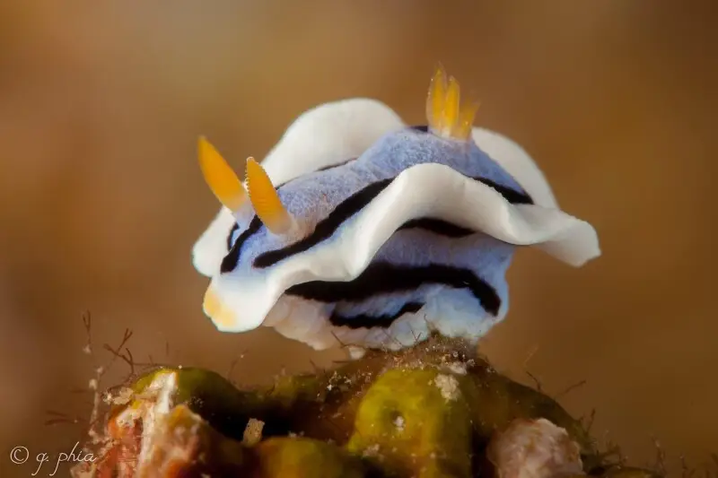 elizabeth's chromodoris, house reef, lembeh, indonesia, 2017