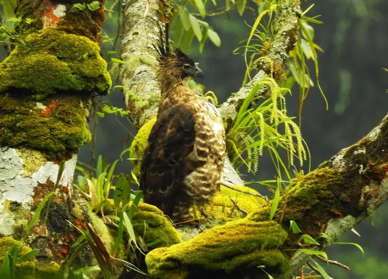 Elang Jawa (Nisaetus bartelsi) atau Javan Hawk-Eagle merupakan elang berukuran sedang dengan panjang tubuh sekitar 60 cm. Ciri-ciri Elang Jawa yang paling dapat dikenali adalah jambulnya yang khas, berwarna hitam dan menjulang gagah di atas kepalanya. Ela