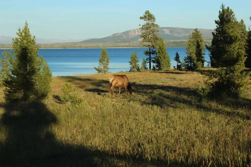 Elk near Yellowstone Lake. 2014.