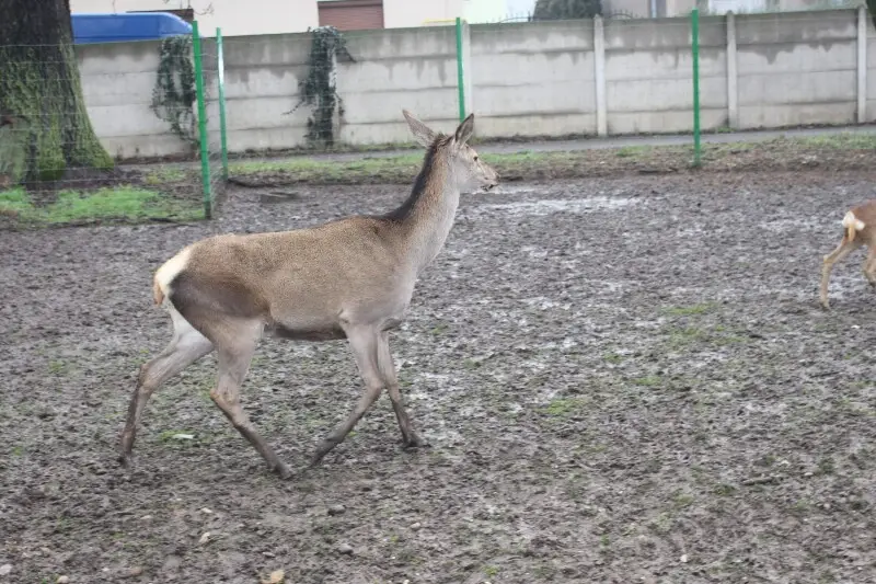 Central European red deer or Common red deer (Cervus elaphus hippelaphus) female in Nagyv?rad Zoo, Transylvania.