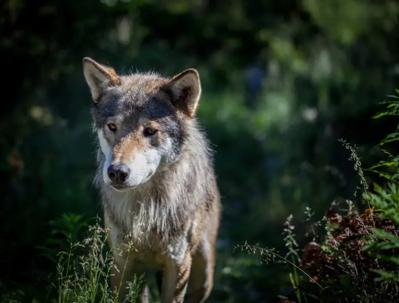 Male Eurasian Wolf (Canis Lupus Lupus) in his summer coat. He's part of a small pack of 4 wolves living &quot;semi-wildly&quot; (i.e. non-socialised with humans) within a very large (several sq km as I understood it) fenced-off area in Langedrag nature pa