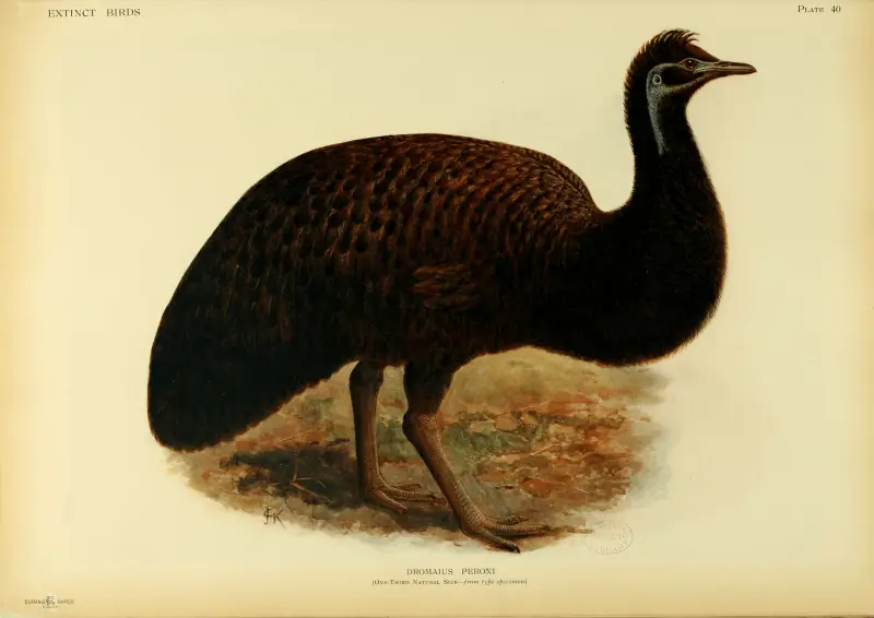Restoration of an extinct emu based on a specimen in the Museum of Natural History in Paris, now thought to belong to Dromaius ater from King Island. However, in Rothschild's book, it is used to illustrate Dromaius peroni (which is now a synonym of Dromai
