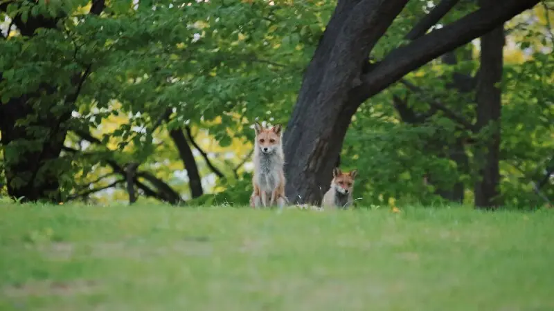 ?????????????????

Red foxes live in a neighborhood park.