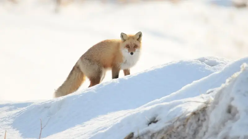 The ezo red fox is a subspecies of red fox widely distributed in Hokkaido, Sakhalin, the Kuril Islands and the surrounding islands of Japan. The Ezo red fox's formal name, Kitakitsune, was given to the subspecies by Kyukichi Kishida when he studied them i