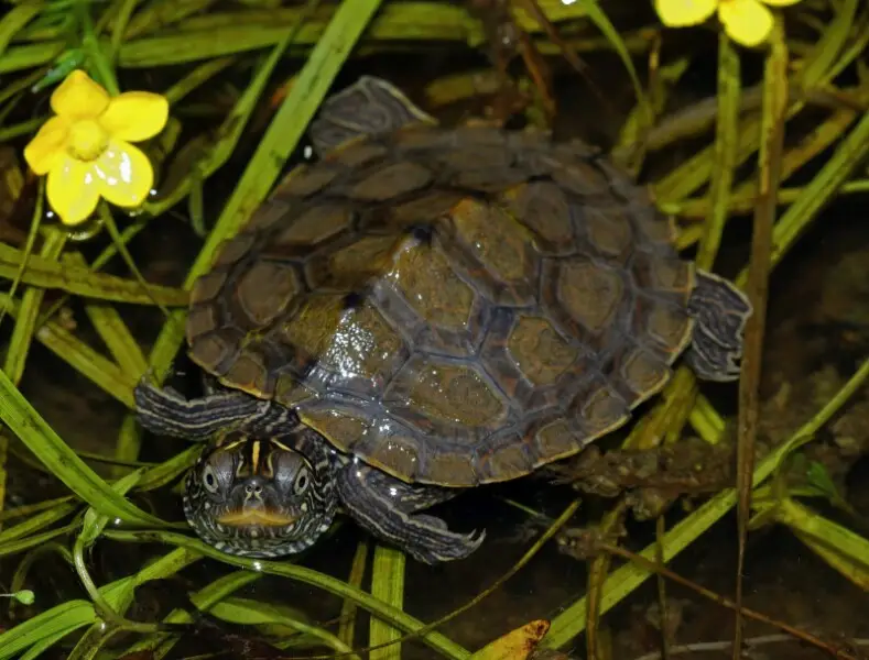 June 12th, 2020
High of 90 degrees Fahrenheit
87 degrees Fahrenheit at capture
A small turtle found in the shallow vegetated section of a slough off the Missouri River on a hot sunny day. After seeing dozens of false map turtles and ouachita map turtles, 