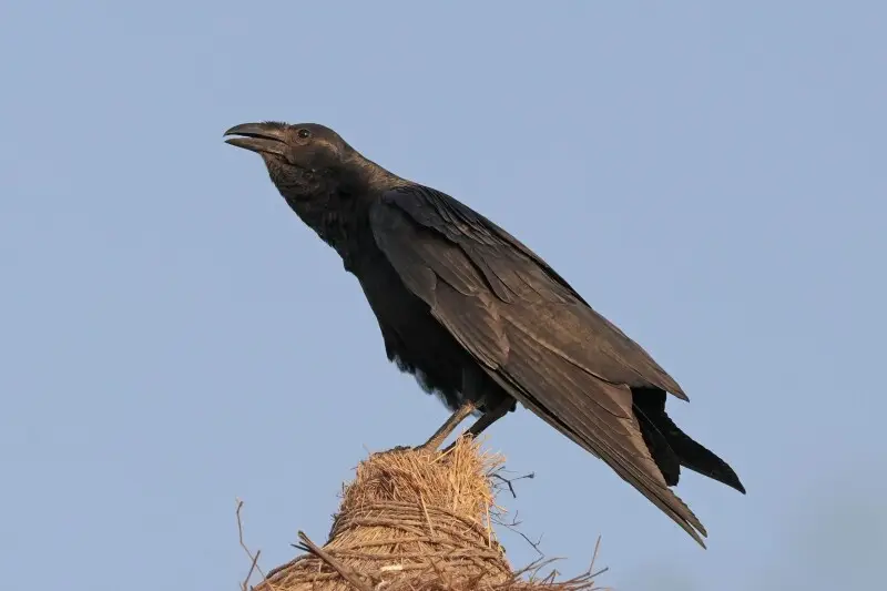 Fan-tailed raven (Corvus rhipidurus), Awash National Park, Ethiopia