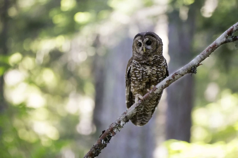 Northern spotted owl