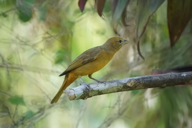 Summer Tanager