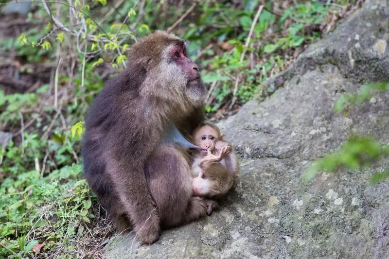 Female Tibetan Macaque breastfeeding infant, Tangjiahe Nature Reserve, Sichuan