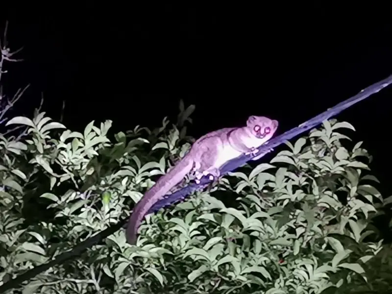 R?tlicher Fettschwanzmaki (Cheirogaleus crossleyi) nachts im Andasibe-Mantadia National Park