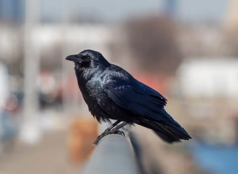 Fish crow in Red Hook, Brooklyn