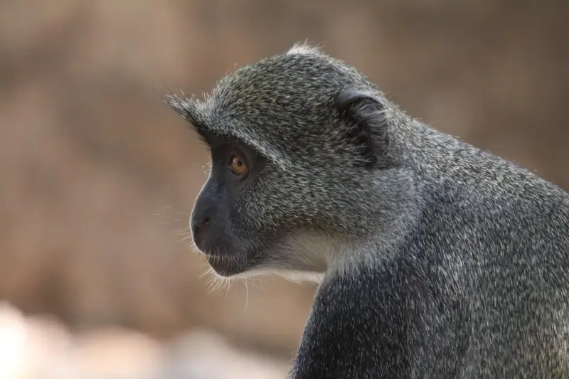 Monkey in Ethiopia
