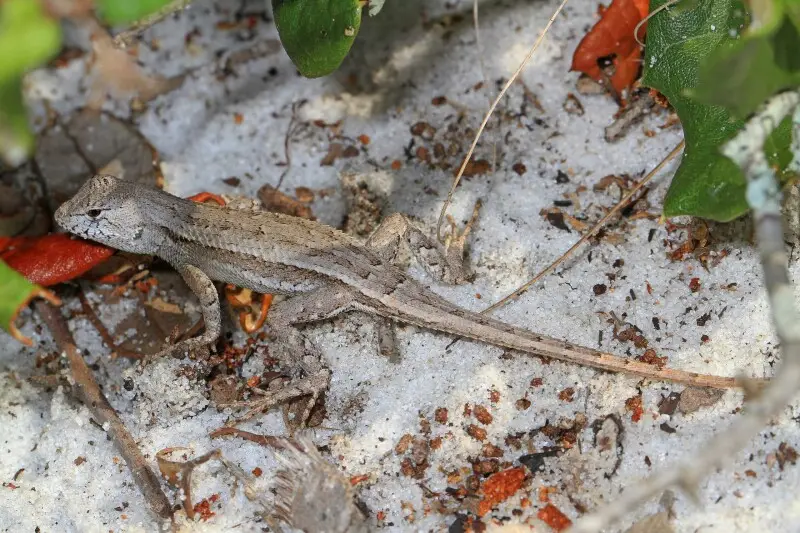 Florida Scrub Lizard - Sceloporus woodi, Lake June-in-Winter Scrub State Park, Lake Placid, Florida