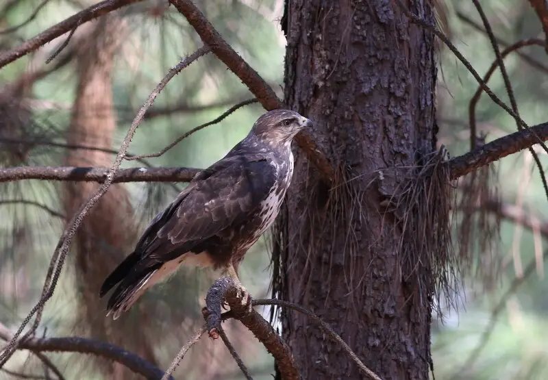 Forest Buzzard, Buteo trizonatus, at Hangklip Forest, Makhado, Limpopo Province, South Africa