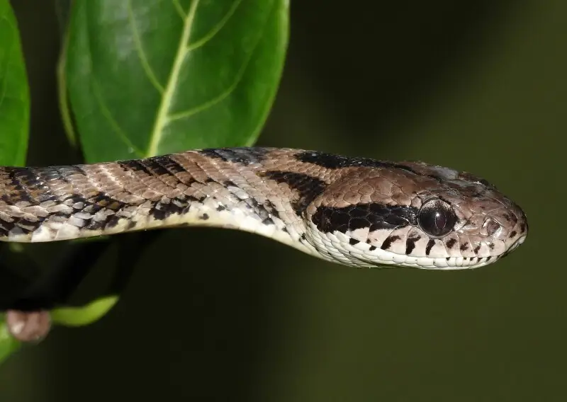 Forsten's Cat Snake Boiga forsteni by Dr Raju Kasambe. Found at BNHS Nature Reserve, Mumbai, Maharashtra