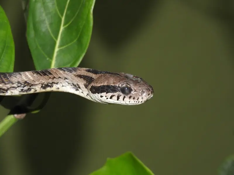 Forsten's Cat Snake Boiga forsteni by Dr Raju Kasambe. Found at BNHS Nature Reserve, Mumbai, Maharashtra
