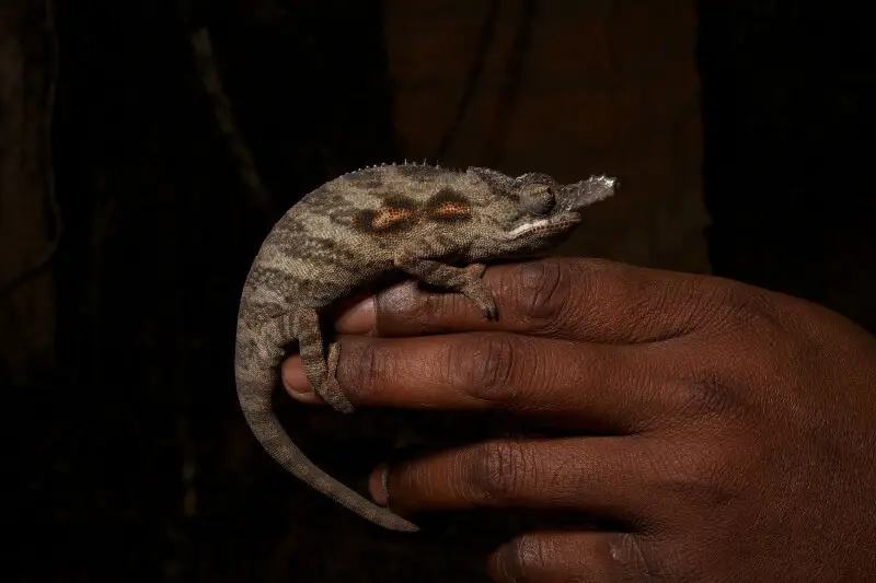 Furcifer minor