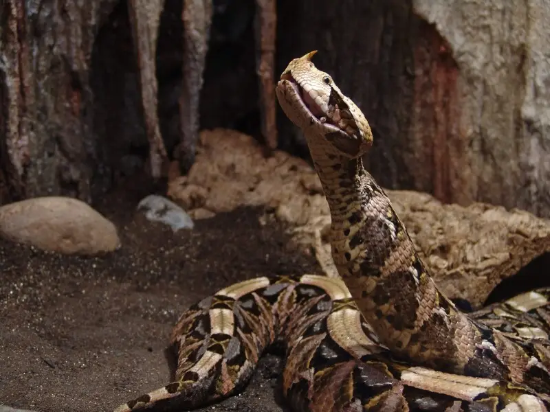 Gaboon Viper at Wilmington's Serpentarium, it is eating a rodent. I took the picture.