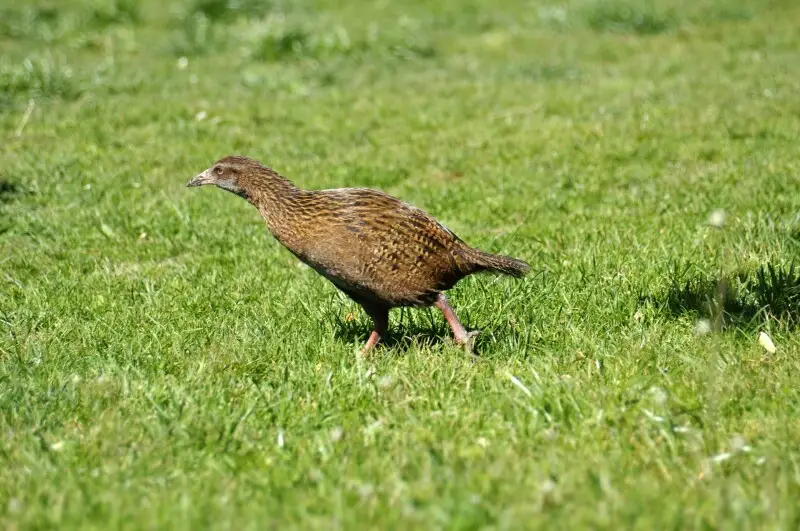 Weka (also known as Woodhen) in New Zealand.