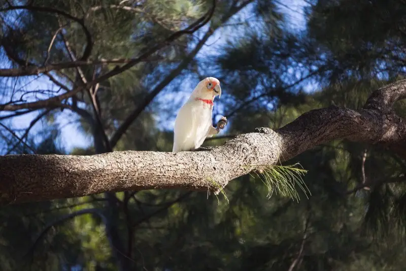 Photo of a Garilla, meaning a Corella parrot in the Wijadjuri Aborigan Language. Perched upon a branch in Centennial Park, Sydney, this parot feeds on a piece of bread that was most likely fed to it by a passerby. Unfortunately, bread can often be quite u