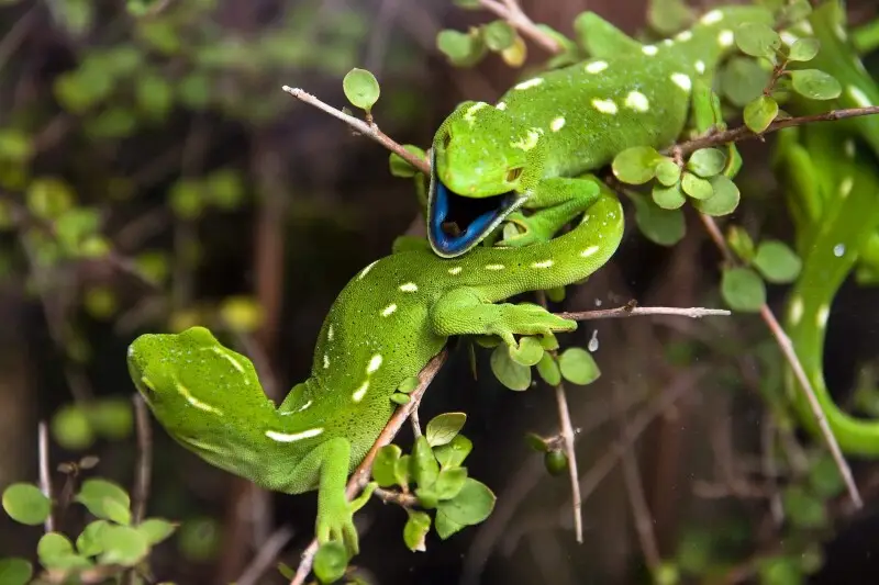 Gecko in Karori Wildlife Sanctuary