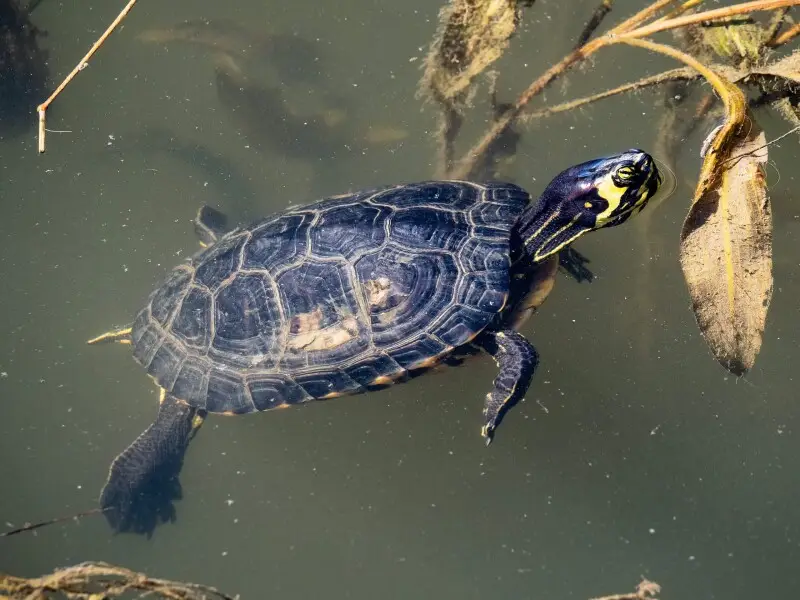 Yellow-bellied slider - Facts, Diet, Habitat & Pictures on Animalia.bio