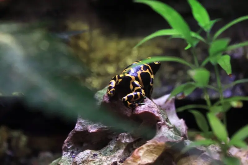 &#160;; Pictures of fine cold-blooded animals
A Golden arrow poison dart frog
