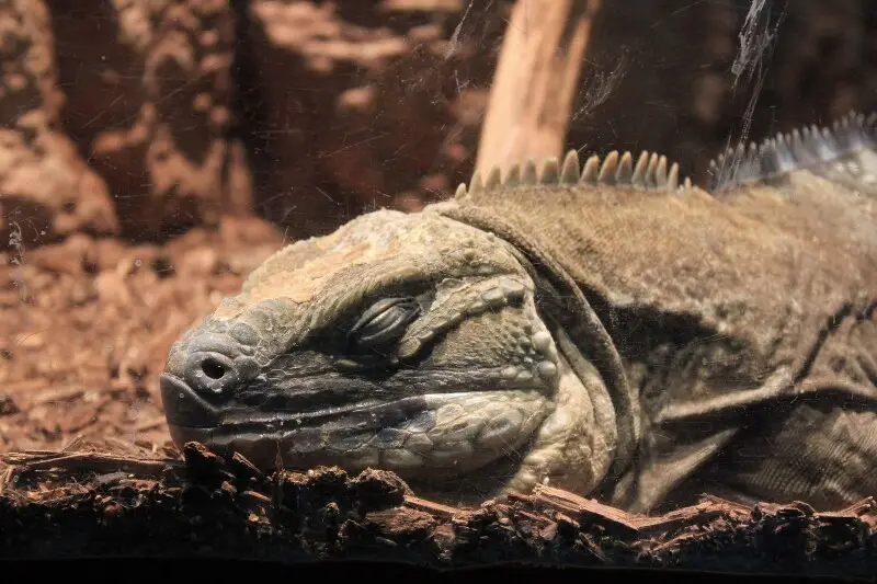 &#160;; Pictures of fine cold-blooded animals
Jamaican Iguana(Cyclura collei). A large lizard native to Jamaica.