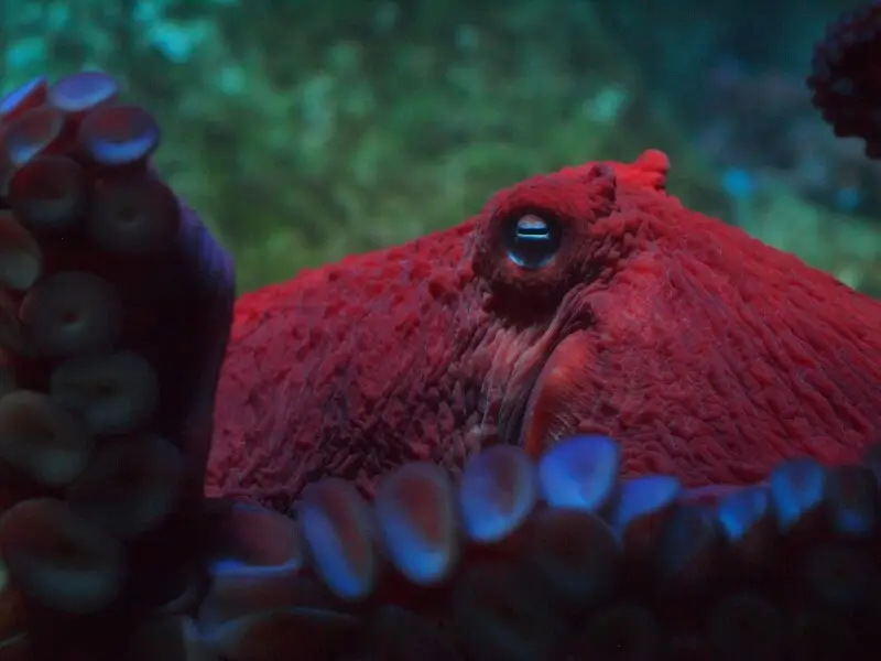 A giant Pacific octopus (Enteroctopus dofleini) at Monterey Bay Aquarium.