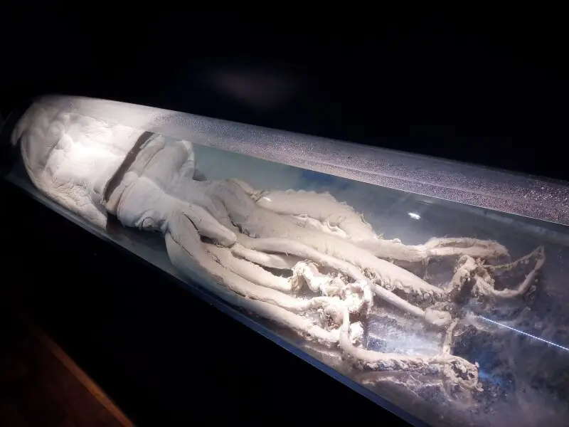 Giant squid (Architeuthis dux) exhibited at Museo Alborania in M?laga, Spain. This specimen was found washed up on a  beach near Fuengirola, Andalusia, in 1997 or 1998 (sources differ). It was the first record of this species from the Mediterranean Sea. I