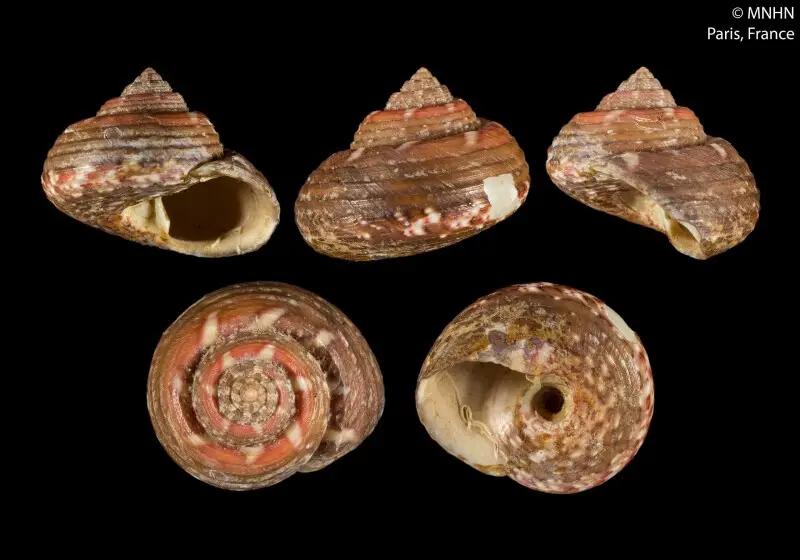 PRESERVED_SPECIMEN; Gibbula sanguinea Risso, 1826; Type status: 	LECTOTYPE; Identified by:	N/A; Individual count:	1; Event date: 	N/A