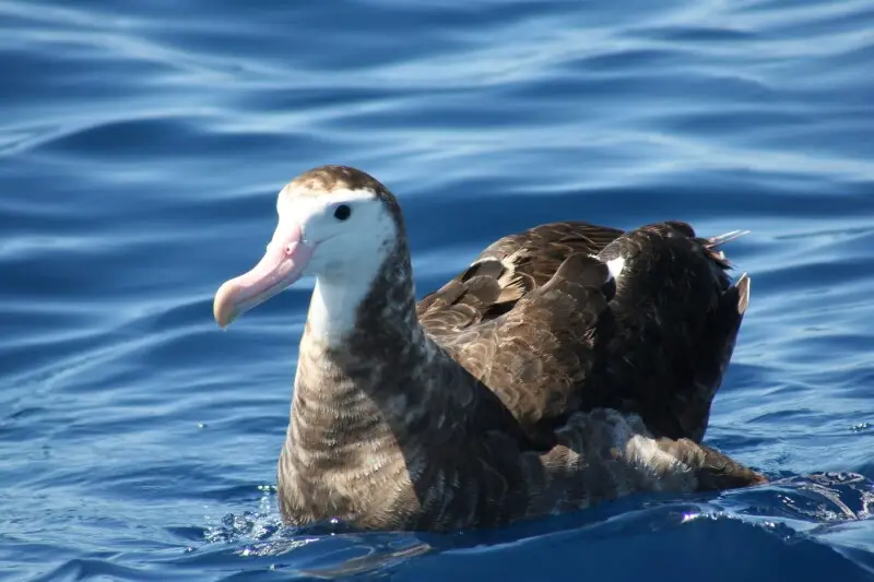 Gibson's Albatross (Diomedea antipodensis gibsoni). Subspecies of Antipodean Albatross, considered by some to be same species as Wandering Albatross