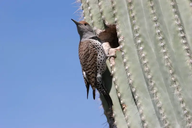 Gilded Flicker (Colaptes chrysoides) at nest hole in saguaro cactus (Carnegiea gigantea). Near Phoenix, Arizona.