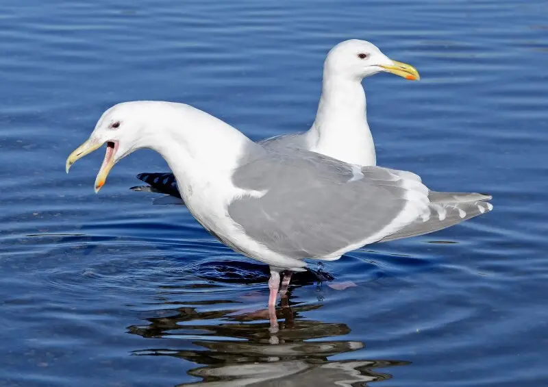 Glaucous-winged Gull pair, pair bonding