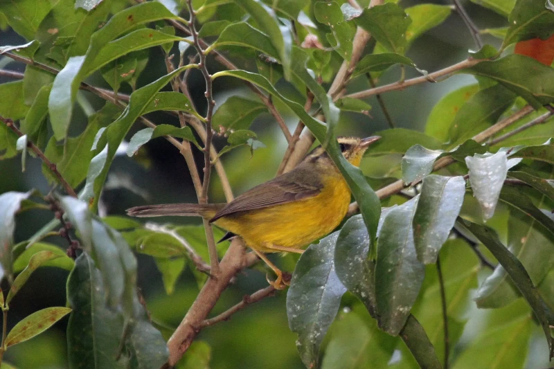 Golden-crowned warbler - Facts, Diet, Habitat & Pictures on Animalia.bio