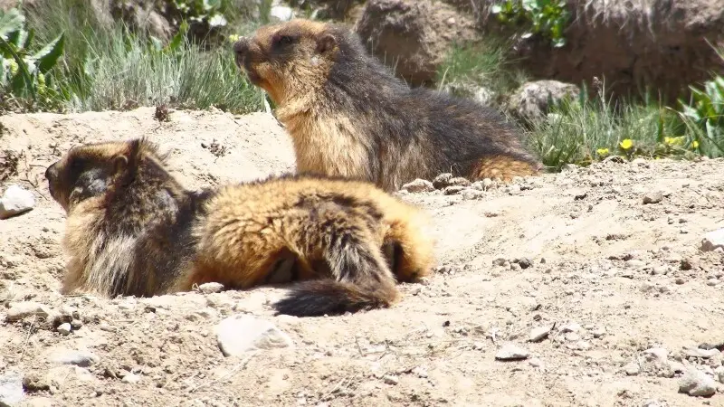 A pair of Long-tailed Marmot, Golden Marmot or Red Marmot (Marmota caudata) in Central Asia at the Deosai Plains, in Deosai National Park, northern Pakistan.