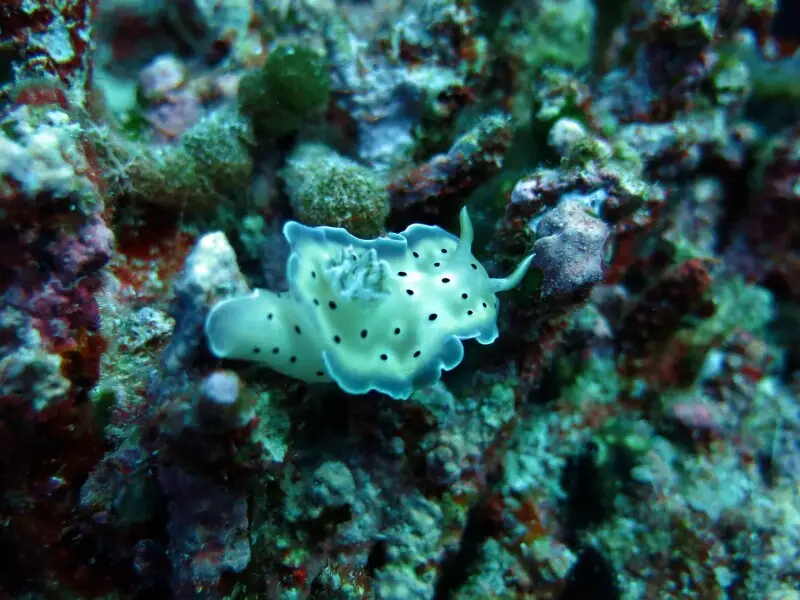 Goniobranchus tritos aux Maldives (atoll de Baa).