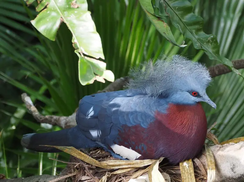 A Goura scheepmakeri (labelled a Maroon-Breasted Crowned Pigeon) in the Edward Youde Aviary