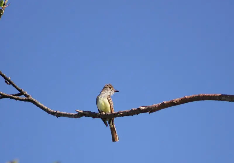 FIELD MARKS-The Great Crested Flycatcher is a medium-sized bird, about the size of a robin. It grows up to nine inches long.

This bird is brown with a gray throat and a yellow belly. It usually lives in forests.