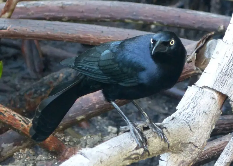 Greater Antillean Grackle. Quiscalus niger (2)