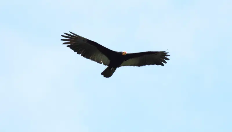 Greater Yellow-headed Vulture (Cathartes melambrotus)