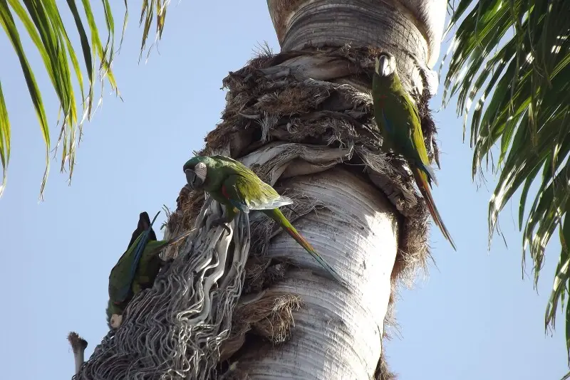 Group of three Maracan? macaws (Ara severus) resting on a palm tree in Maracay - Venezuela