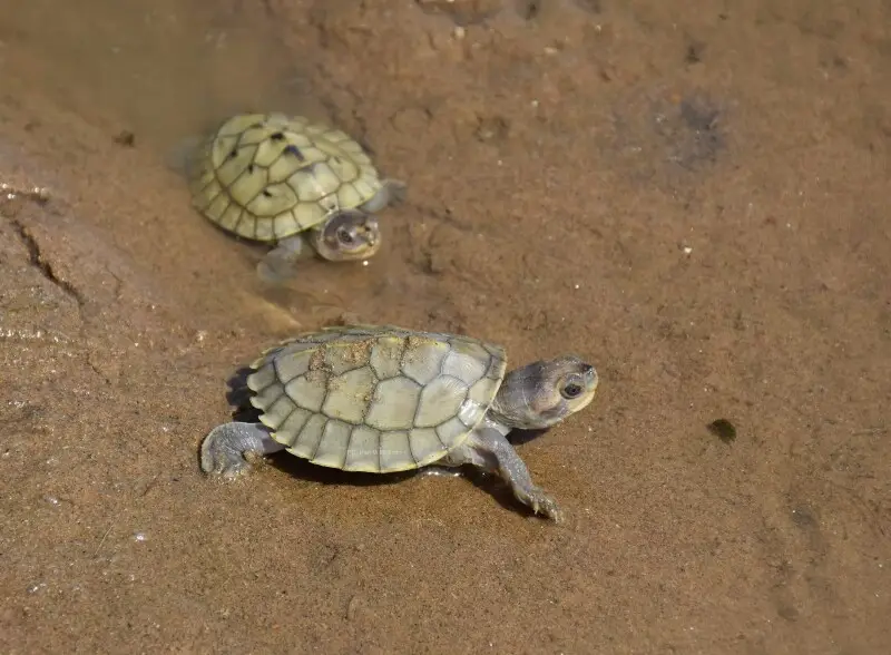 Hatchlings of Batagur genus in National Chambal Sanctuary, India in May 2020