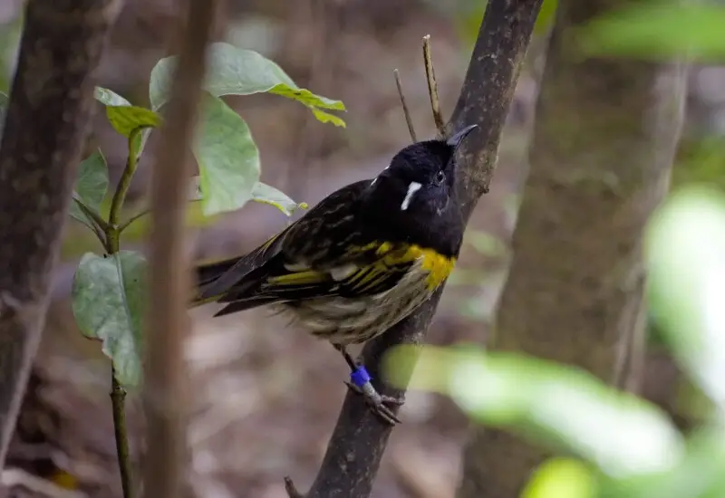 Hihi
Zealandia Ecoreserve, Wellington

Hihi were contained to just the Great Barrier Island by the early 1990's, due to mammalian predation, introduced by human settlers to New Zealand. Since then, ecosanctuaries like Zealandia have helped bring the Hihi 