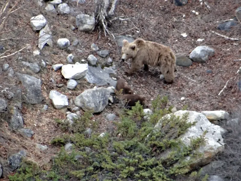 HImalayan Brown Bear With cubs on the trek from Gangotri to Gaumukh in Uttarakhand, India.