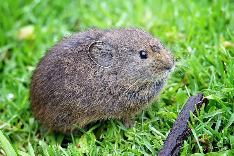 The image is of a Himalayan Pika taken in Lungthung, Sikkim.